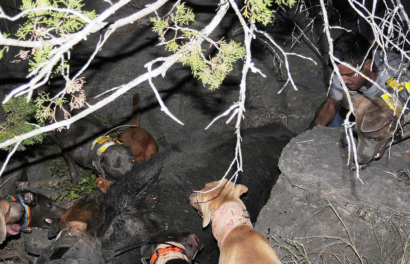 Boar bayed up in boulders